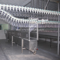 Quail bird processing equipment